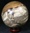 Colorful Petrified Wood Sphere #20598-1